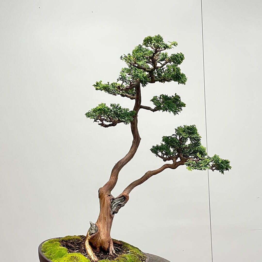 Bonsai Niederösterreich