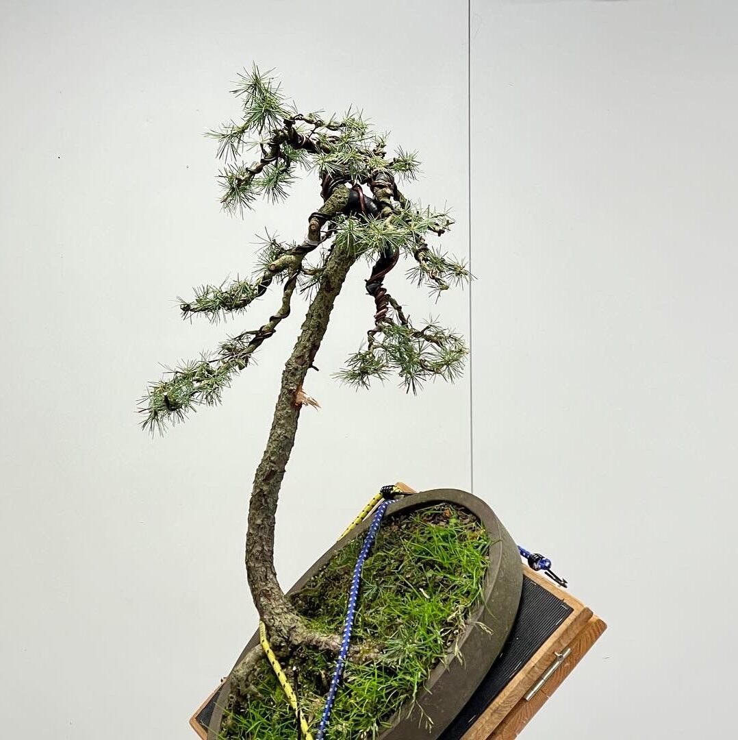 Bonsai Niederösterreich