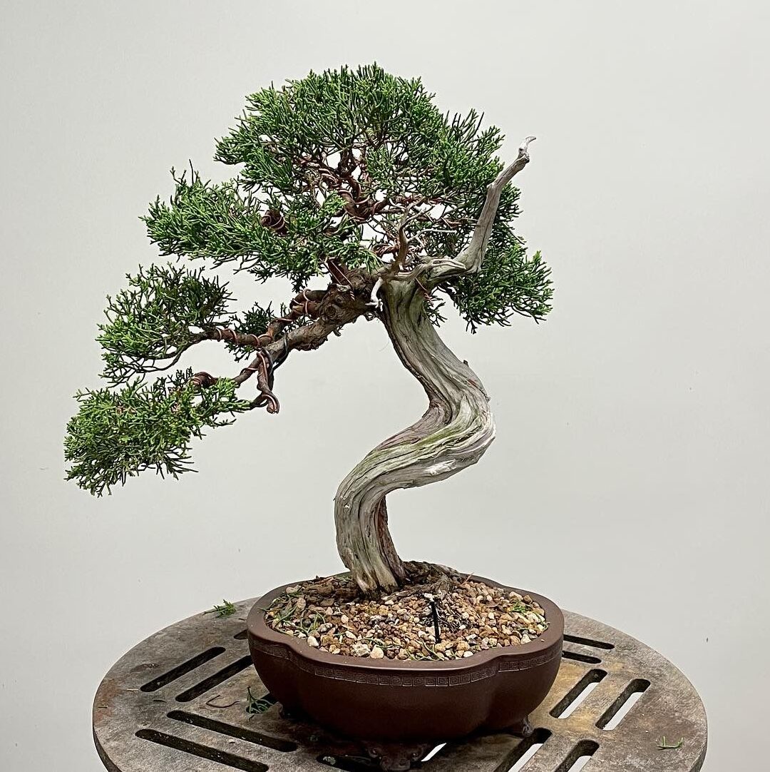Bonsai Baum