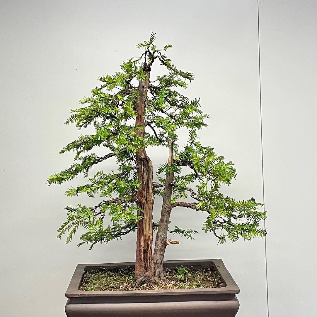 Bonsai Baum
