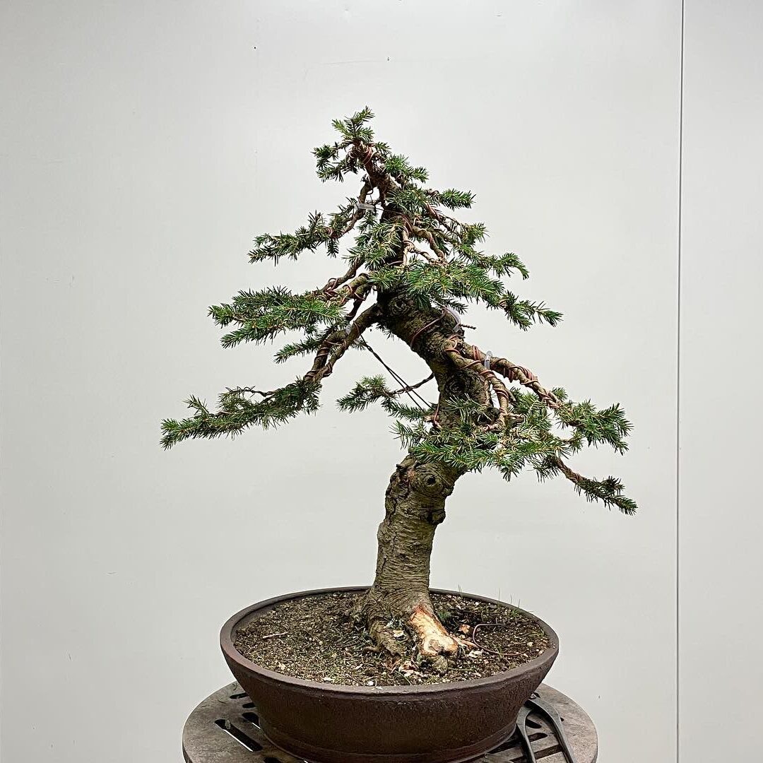 Bonsai Baum
