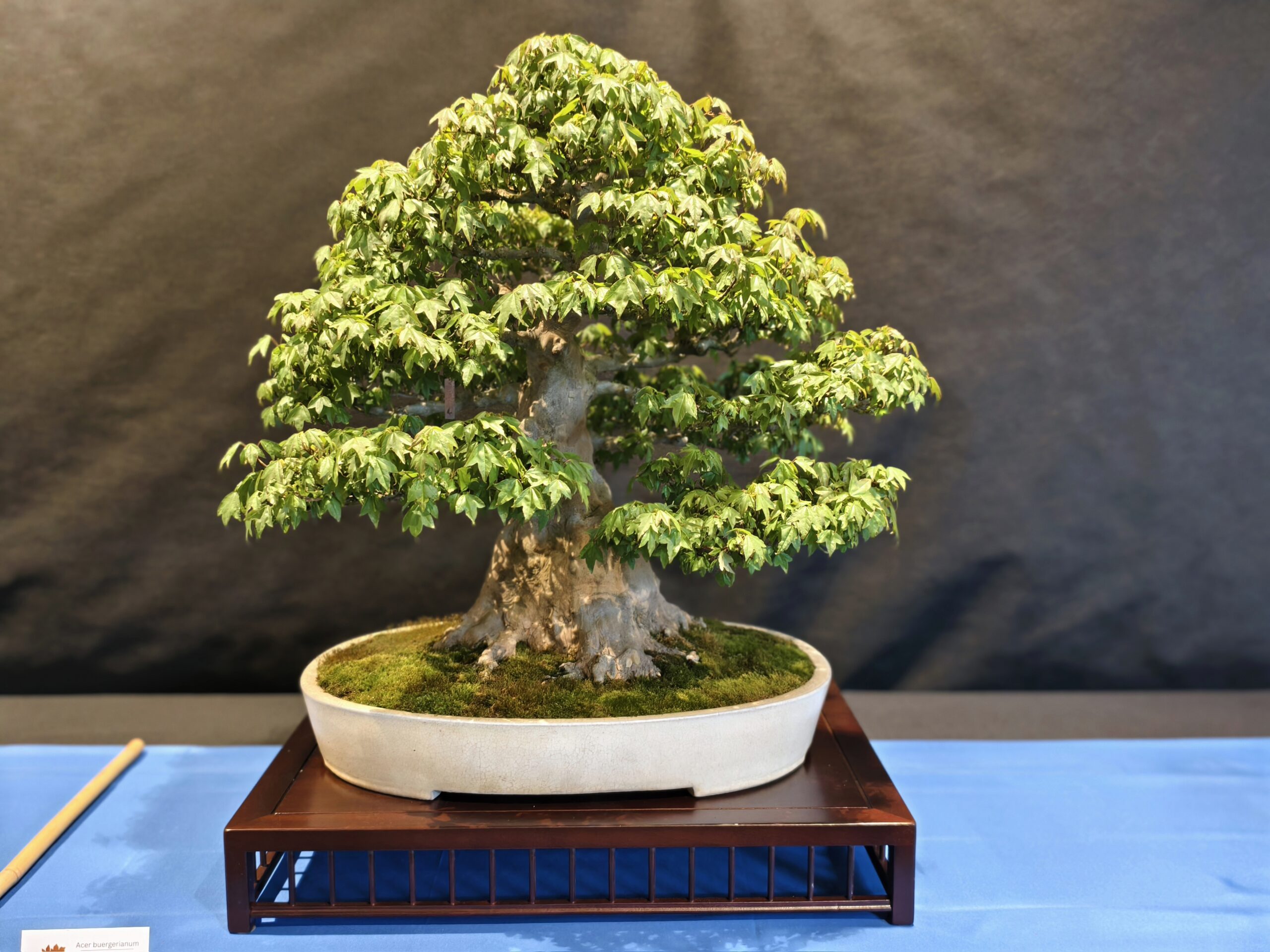 format: 0; filter: null; fileterIntensity: null; filterMask: null; captureOrientation: 0;
runfunc: 0; algolist: 0;
multi-frame: 1;
brp_mask:0;
brp_del_th:0.0000,0.0000;
brp_del_sen:0.0000,0.0000;
motionR: 0;
delta:1;
bokeh:1;
module: portrait;hw-remosaic: false;touch: (0.6059524, 0.5359526);sceneMode: 13107200;cct_value: 0;AI_Scene: (-1, -1);aec_lux: 348.0;aec_lux_index: 0;albedo:  ;confidence:  ;motionLevel: 0;weatherinfo: weather??berwiegend klar, icon:0, weatherInfo:100;temperature: 38;zeissColor: bright;