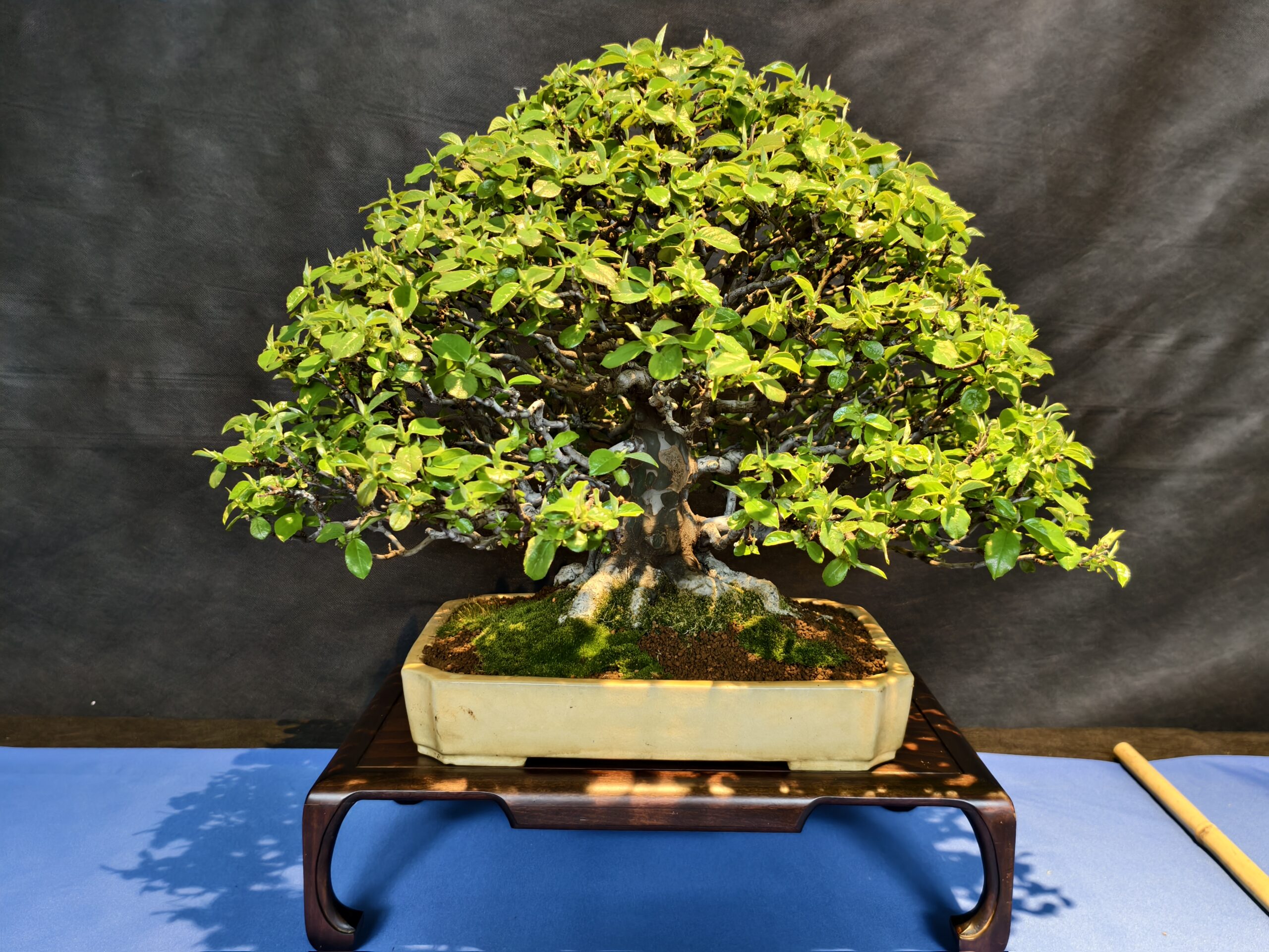 format: 0; filter: 0; fileterIntensity: 0.0; filterMask: 0; captureOrientation: 0;
runfunc: 0; algolist: 0;
multi-frame: 1;
brp_mask:0;
brp_del_th:0.0000,0.0000;
brp_del_sen:0.0000,0.0000;
motionR: 0;
delta:1;
bokeh:1;
module: photo;hw-remosaic: false;touch: (0.6892857, 0.6427978);sceneMode: 13107200;cct_value: 0;AI_Scene: (-1, -1);aec_lux: 288.0;aec_lux_index: 0;albedo:  ;confidence:  ;motionLevel: 0;weatherinfo: weather??berwiegend klar, icon:0, weatherInfo:100;temperature: 32;