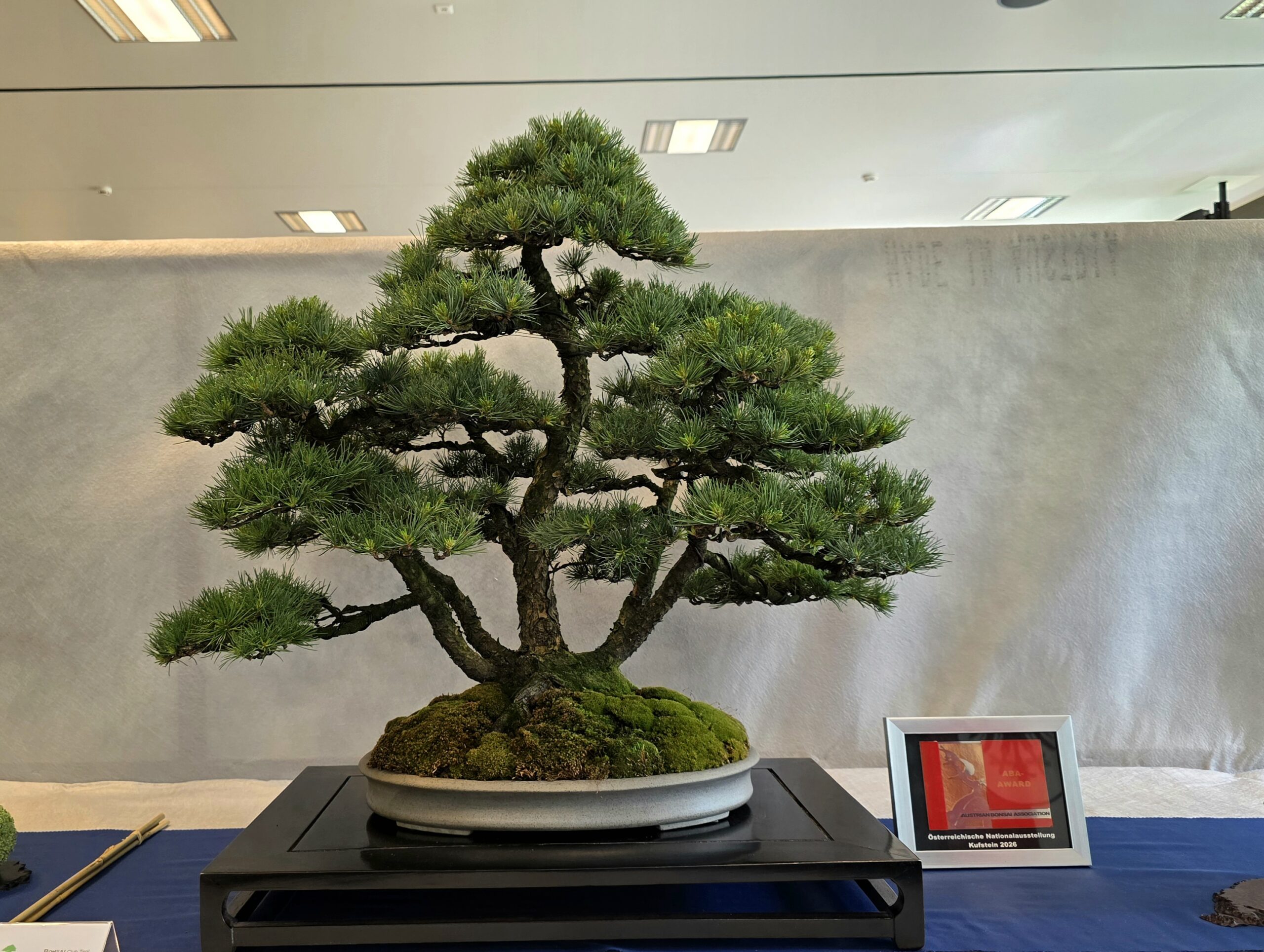 Bonsai schneiden  Technik, Tipps & Pflege