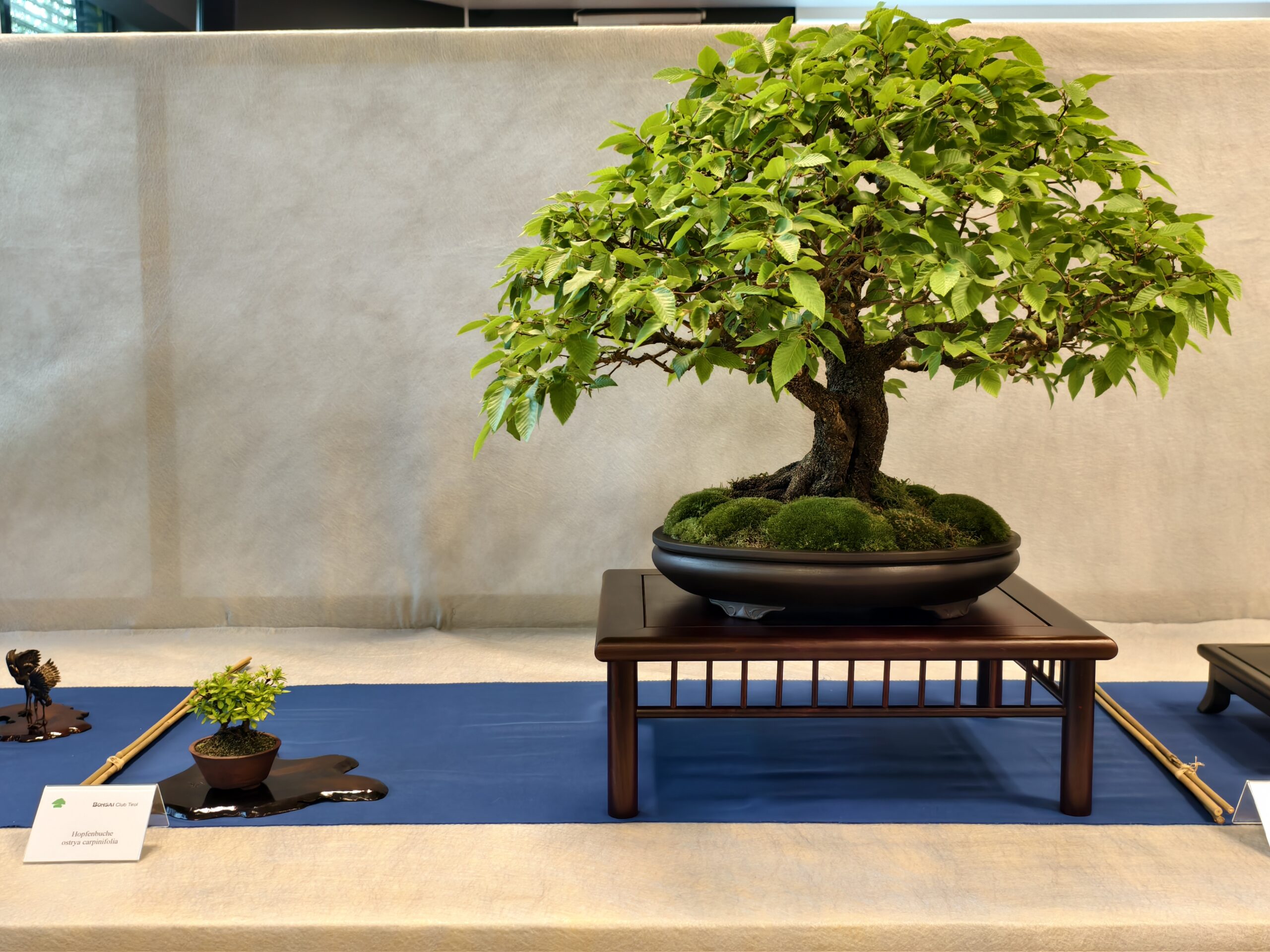 Bonsai schneiden  Technik, Tipps & Pflege