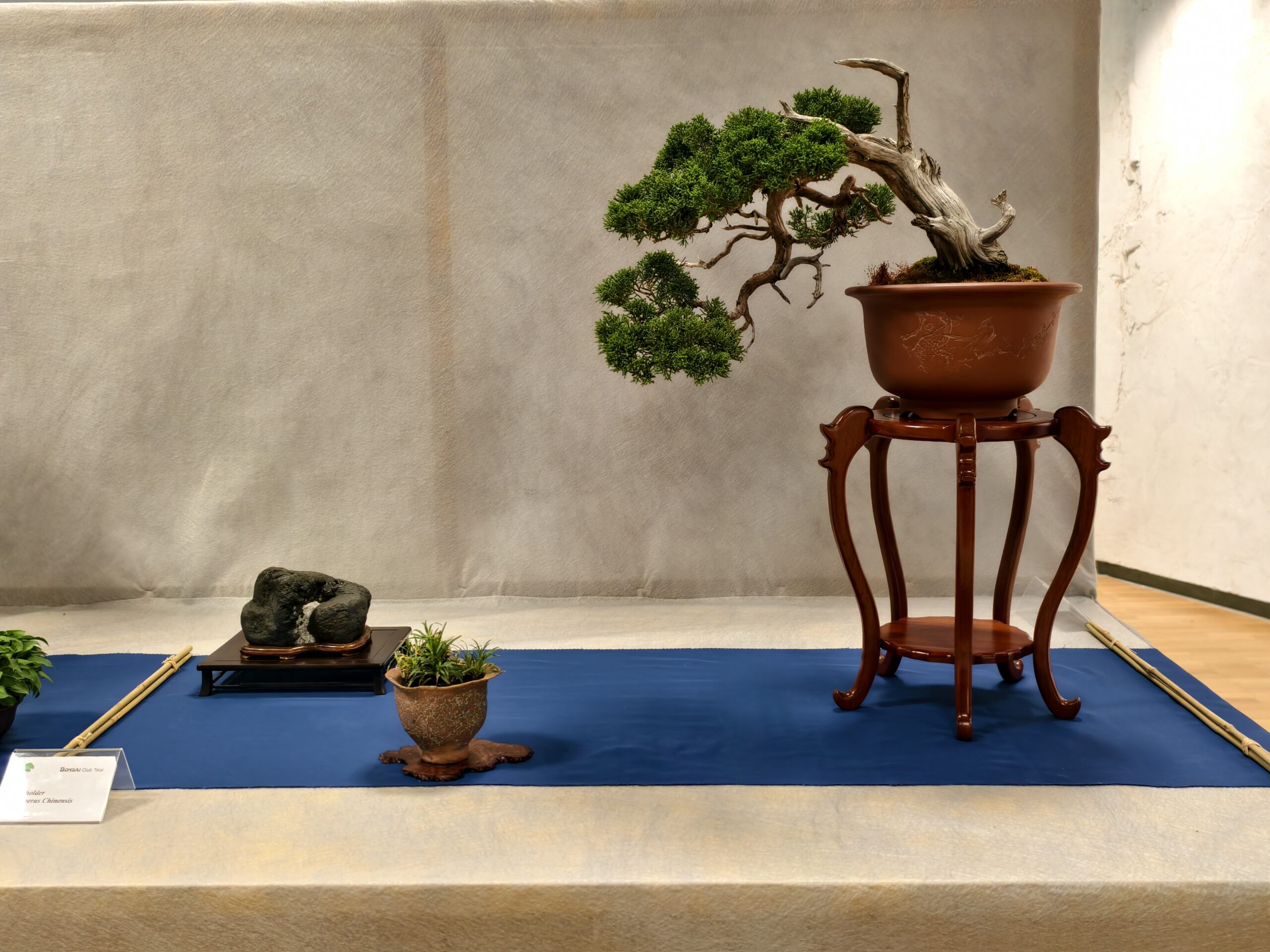 bonsai samen khlschrank Seedeo Mdchenkiefer (Pinus parviflora) Bonsai 15 Samen