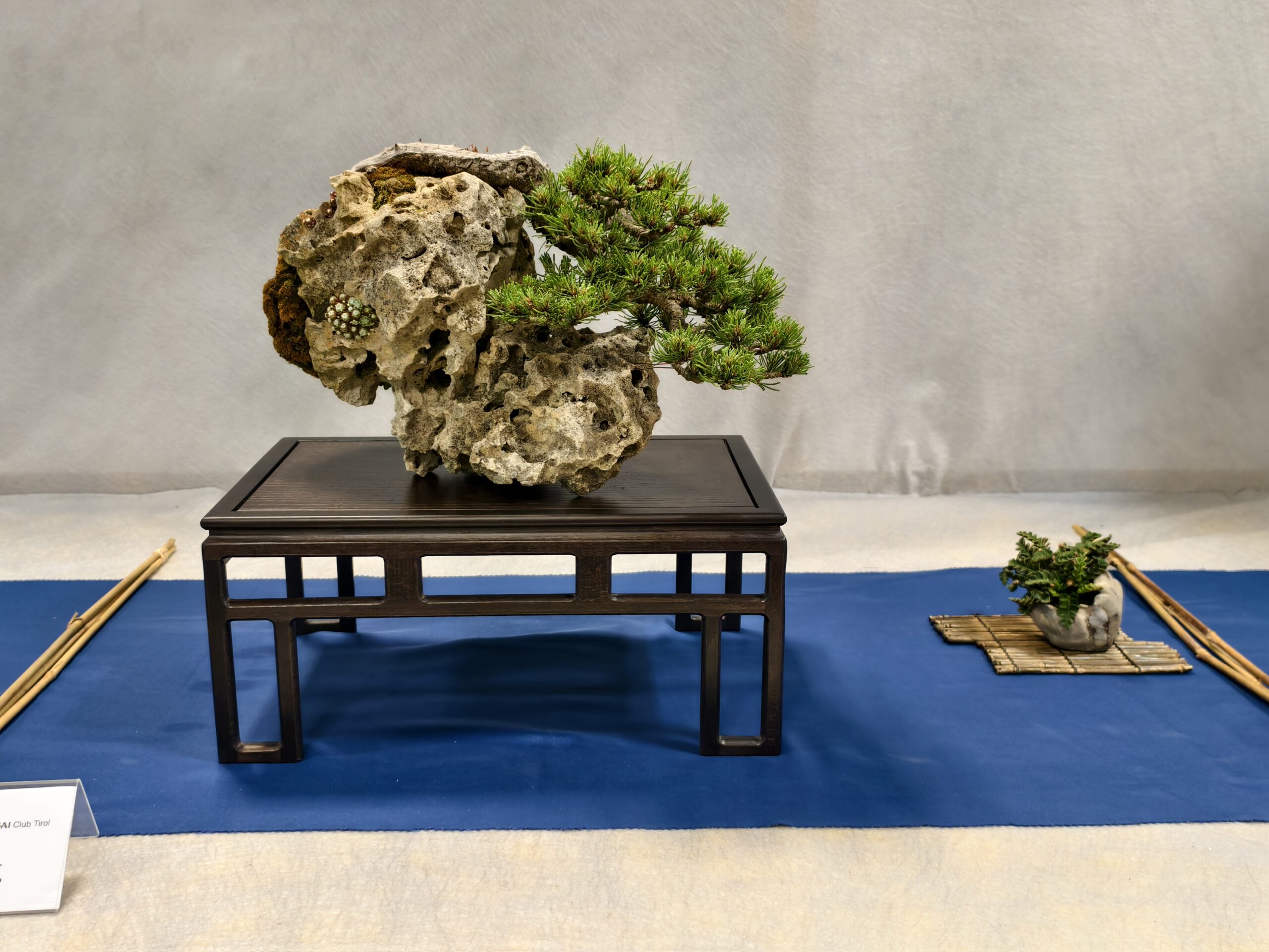 bonsai dnger zusammensetzung Green Home Bonsai Bundle